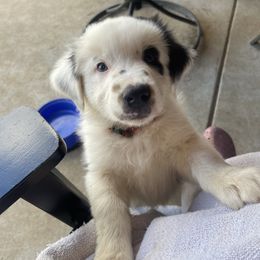 Bandit - Black tri-color male Australian Shepherd puppy in Dothan, Alabama from Aussie Paws Trailblazers