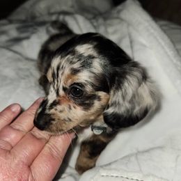 Dachshunds from Schooly Dachshunds