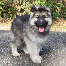 Piper - Gray sable female Shiloh Shepherd puppy in Plant City, Florida from Look Up Shilohs
