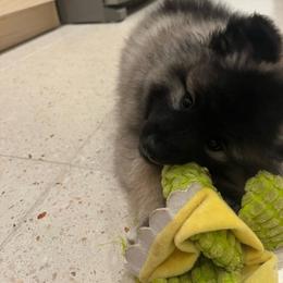 Keeshond Puppies from Hocking Hills Keeshonds