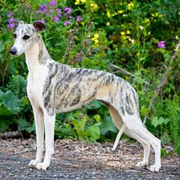 Borzoi, Brussels Griffon, and Whippet Puppies from Patti Fitzgerald