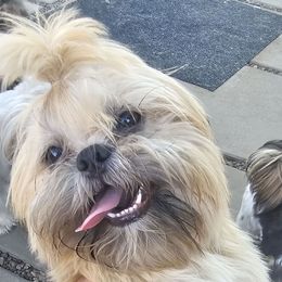 Kevin - Brindle male Shih Tzu puppy in Victorville, California from RUMBLE n TUMBLE