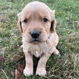 Green - Golden male Golden Retriever puppy in Mount Carmel, Tennessee from HS Goldens