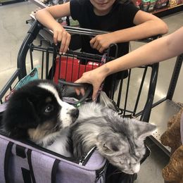 Australian Shepherd Puppies from Trilogy Australian Shepherds