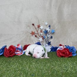 Mochi - White and black male Dalmatian puppy in Fort Worth, Texas from Xzayvius Stitt