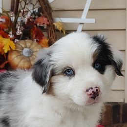 Lucky - Blue merle male Miniature American Shepherd puppy in Atwood, Illinois from Buck-Run Puppies