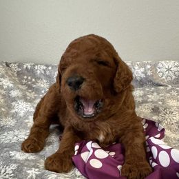 Available - Red  female Poodle puppy in Mondovi, Wisconsin from Araeah's Red Standard Poodles