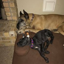 Great Dane All Grown Up from Pegasus Great Danes