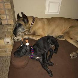 Great Dane All Grown Up from Pegasus Great Danes