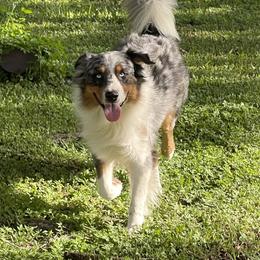 Australian Shepherd Puppies from Baker Green Hill Aussies