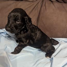 Minnie - Black female Goldendoodle puppy in Hollow Rock, Tennessee from Cedarhills