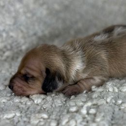 Gucci - Dapple male Dachshund puppy in Tulare, California from Dreamy Creamies