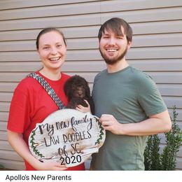 Aussiedoodle and Goldendoodle Puppies from Law Doodles of SC