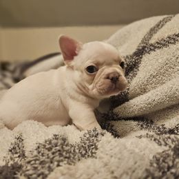 French Bulldog Puppies from Electric City Frenchies