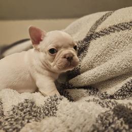 French Bulldog Puppies from Electric City Frenchies