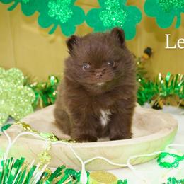 Pomeranian Puppies from The Pom farm