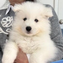 Blue Boy - White male Samoyed puppy in White Bear Lake, Minnesota from Nakawe (nah-COW-weh) Samoyeds