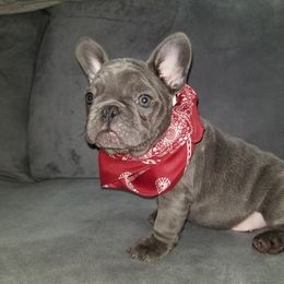 French Bulldog Puppies from Rock Island Frenchies of Texas