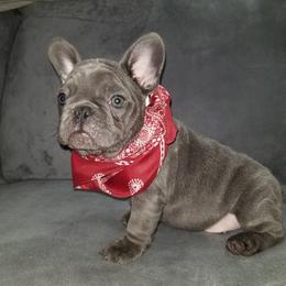 French Bulldog Puppies from Rock Island Frenchies of Texas