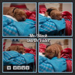 Darth Vader - Dark golden male Golden Retriever puppy in Driggs, Idaho from SK Golden Retrievers