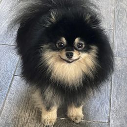 Snickers - Pomeranian