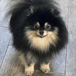Snickers - Pomeranian