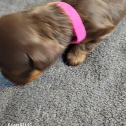 Dachshund Puppies from Weenies on the Lake