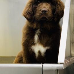 Newfoundland Puppies from Dyer Lake Newfoundland’s
