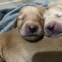 Labrador Retriever Puppies from J and D Retrievers