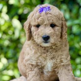 Coral - Goldendoodle puppy in Santa Barbara, California from K+C Doodles