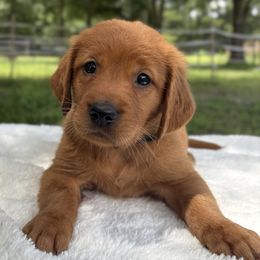 Black Boy - Dark golden male Golden Retriever puppy in Maysville, North Carolina from Gold Rush Retrievers