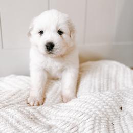 Girl 6 / Misty - White Great Pyrenees puppy in New Palestine, Indiana from Hitchcock Homestead
