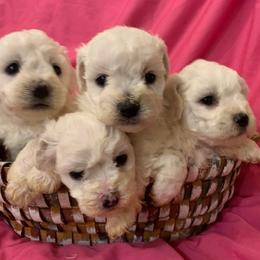 Female 2 - White female Bichon Frise puppy in Brainerd, Minnesota from ACC Ranch