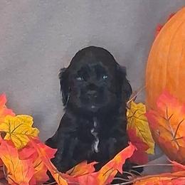 Theodore - Black male Cocker Spaniel puppy in Crossville, Tennessee from Timber Sunrise Cockers