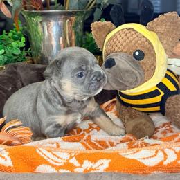 Saffy - Blue fawn female French Bulldog puppy in Peoria, Arizona from A Quality French Bulldogs AZ