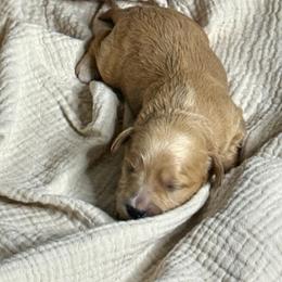 Boy 4 - male Cavapoochon puppy in Mt. Pleasant, Iowa from Platinum Premier Puppies