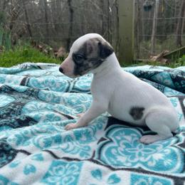Rose - White and fawn brindle female Whippet puppy in Oneida, Tennessee from Saving Grace