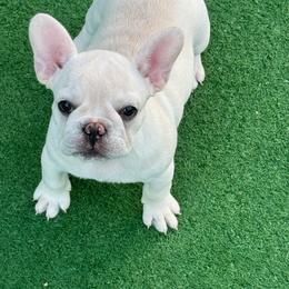 Girl 1 - White female French Bulldog puppy in Hartsville, South Carolina from Amy's frenchies