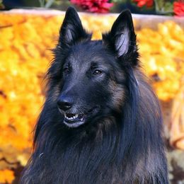 Belgian Tervuren from Karrie's Belgian Tervuren