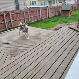 Trooper - Siberian Husky