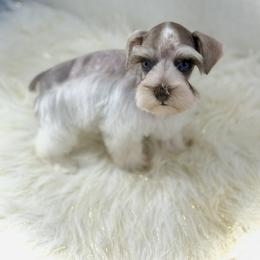 Jane - Liver female Miniature Schnauzer puppy in Overton, Texas from Beards & Bows Schnauzer Farm