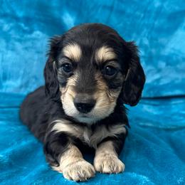 Kirin - Black and cream female Dachshund puppy in Memphis, Tennessee from River City Doxies