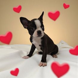 Seal Boston girl - Seal and white female Boston Terrier puppy in Salisbury, North Carolina from P3 Boston Terriers in NC