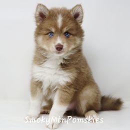 Don Pedro - Lavender male Pomsky puppy in Christiana, Tennessee from Smoky Mountain Pomskies