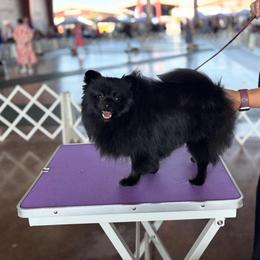 Darling - Pomeranian