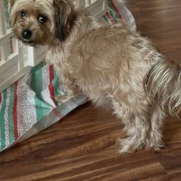 Shorkie All Grown Up from Roover's Oklahoma Shorkies