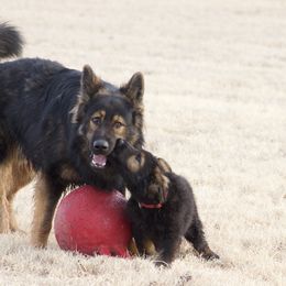 German Shepherd Puppies from Journey's German Shepherds (Kennel Vom Himmel)