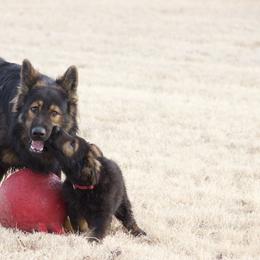 German Shepherd Puppies from Journey's German Shepherds (Kennel Vom Himmel)