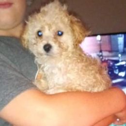 Poodle Puppies from Pawsome Poodles