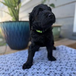 Miles - Black male Double Doodle puppy in Mineola, Texas from ETX Dandy Doodle